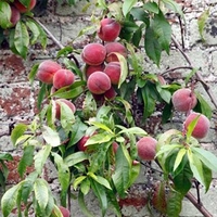 Nectarine Tree - Lord Napier