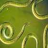 Nemasys Caterpillar and Codling Moth Killer