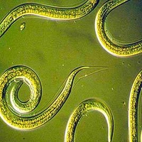 Nemasys Caterpillar and Codling Moth Killer