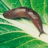 Nematode Slug Killer - 40m²