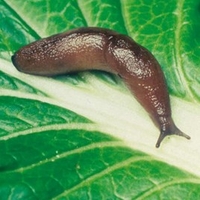 Nematode Slug Killer 100m² (2 introductions,  6 weeks apart)