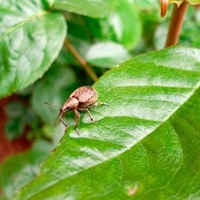 Nematop Adult Vine Weevil Trap