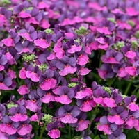 Nemesia Lady Lisa