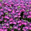 Nemesia Lady Lisa