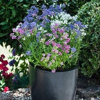 Nemesia Plant - Poetry