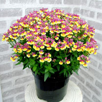 Nemesia Plants - Aroma Rhubarb & Custard