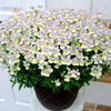 Nemesia Plants - French Connection Easter Bonnet