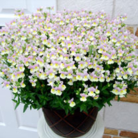 Nemesia Plants - French Connection Easter Bonnet