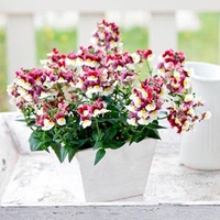 Nemesia Plants - Painted Rose