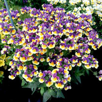 Nemesia Plants - Plums & Custard
