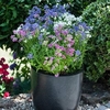 Nemesia Plants - Poetry