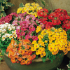 Nemesia Plants - Sundrops Mix