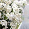 Nemesia Plants - White Perfume