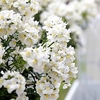 Nemesia Plants - White Perfume