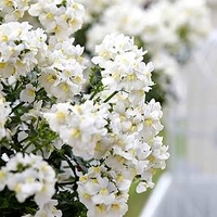 Nemesia Plants - White Perfume
