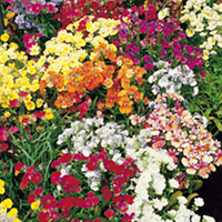 Nemesia Seeds - Tapestry Mixed