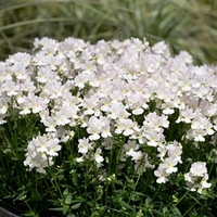 Nemesia Wisley Vanilla