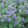 Nepeta Faassenii Plant - Walker