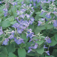 Nepeta Faassenii Plant - Walker