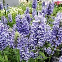 Nepeta Plant - Blue Moon