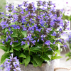 Nepeta Plant - Neptune