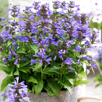 Nepeta Plant - Neptune