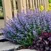 Nepeta Plant - Purrsian Blue