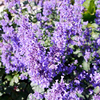 Nepeta Plant - Summer Magic