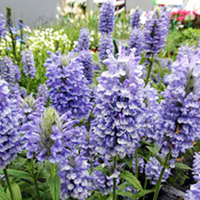 Nepeta Plants - Blue Moon