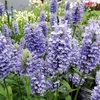 Nepeta Plants - Blue Moon