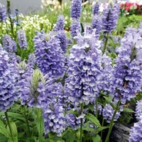 Nepeta Plants - Blue Moon