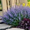 Nepeta Plants - Purrsian Blue