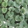 Nepeta Plants - Variegata