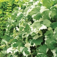 Nepeta Plants - Variegata