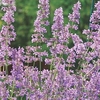 Nepeta Six Hills Giant