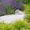 Nepeta x Faasenii Plant - Walkers Low