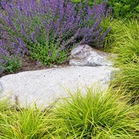 Nepeta x Faasenii Plant - Walkers Low