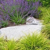 Nepeta x Faasenii Plant - Walkers Low