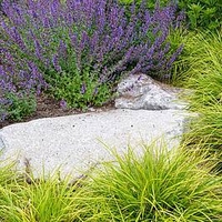 Nepeta x Faasenii Plant - Walkers Low