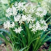 Nerine bowdenii Bulbs - Alba