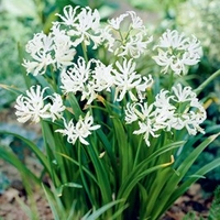 Nerine bowdenii Bulbs - Alba