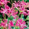 Nerine bowdenii Bulbs - Collection