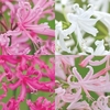 Nerine bowdenii Bulbs - Collections