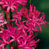 Nerine bowdenii Bulbs - Companion Mr John