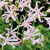 Nerine bowdenii Bulbs - Nikita
