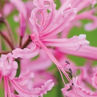 Nerine bowdenii Bulbs - Pink