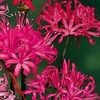 Nerine Bowdenii Bulbs