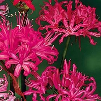 Nerine Bowdenii Bulbs