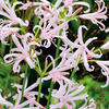 Nerine bowdenii Plant - Nikita