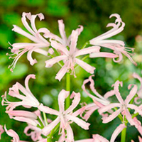 Nerine bowdenii Potted Bulb - Albivetta